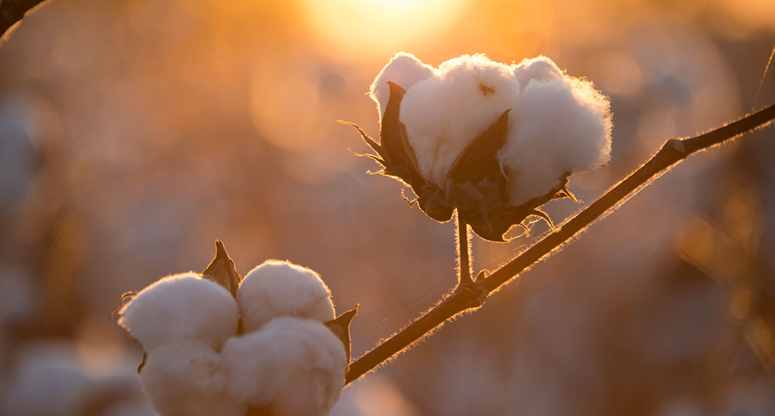 cotton at harvest
