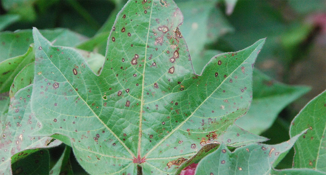 cotton leaf with disease