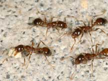 Ant Study at Noxubee Refuge Suggests Healthy Ecosystem