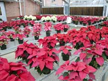 MSU Research Benefits Poinsettia Producers